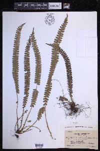 Polystichum levingei image