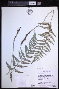 Polystichum luctuosum image