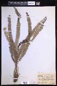 Polystichum levingei image