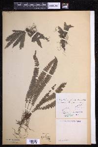 Polystichum hecatopterum image