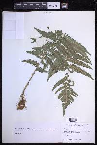 Dryopteris filix-mas image