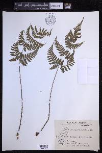 Dryopteris sparsa image