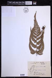 Dryopteris varia image