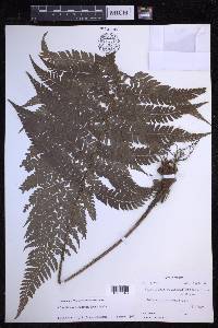 Polystichum discretum image