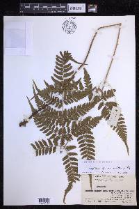 Dryopteris sparsa image