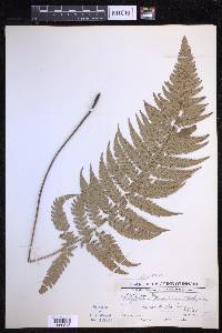 Polystichum luctuosum image