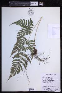 Dryopteris sparsa image