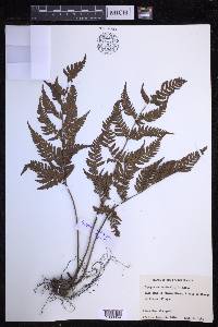 Dryopteris varia image