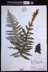 Polystichum braunii image