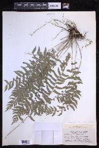 Polystichum formosanum image