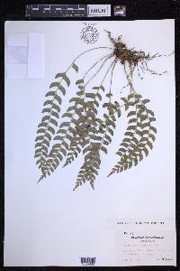 Polystichum formosanum image