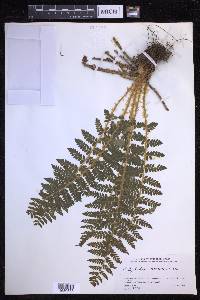 Polystichum braunii image