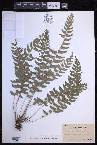 Polystichum formosanum image