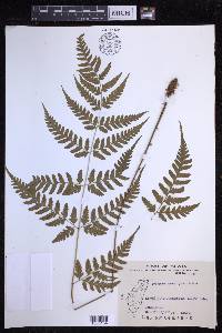 Dryopteris sparsa image