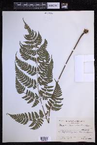 Dryopteris sparsa image