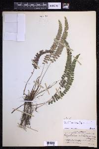 Polystichum levingei image