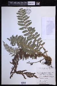 Polystichum braunii image