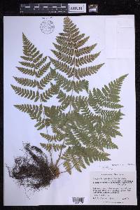 Dryopteris × triploidea image