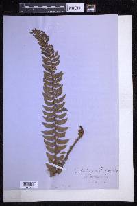 Polystichum lonchitis image