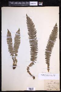 Polystichum lonchitis image