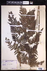 Dryopteris varia image