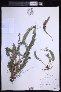 Polystichum levingei image