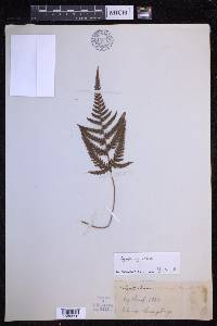 Dryopteris varia image