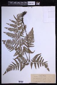 Dryopteris sacrosancta image