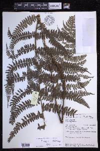 Polystichum discretum image