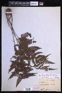 Dryopteris sparsa image