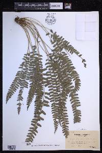 Polystichum deltodon image