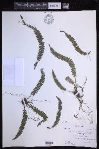 Polystichum levingei image