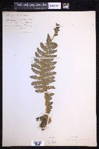 Polystichum braunii image