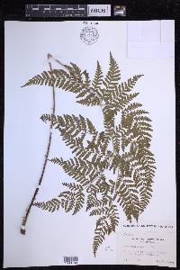 Dryopteris sparsa image