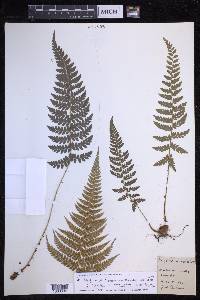 Polystichum discretum image