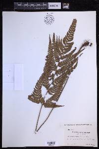 Dryopteris varia image