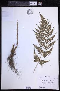 Dryopteris sparsa image