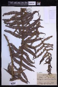 Dryopteris wallichiana image