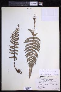 Polystichum discretum image