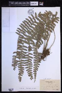 Polystichum deltodon image