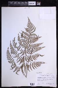 Dryopteris unidentata image