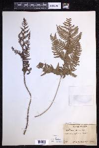 Dryopteris varia image