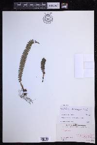 Polystichum levingei image