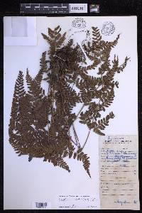 Dryopteris sparsa image