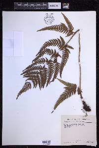 Dryopteris varia image