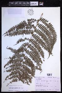 Polystichum discretum image