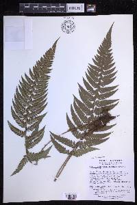 Polystichum luctuosum image