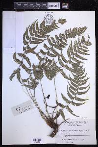 Polystichum luctuosum image