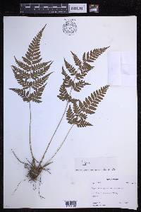 Dryopteris sparsa image