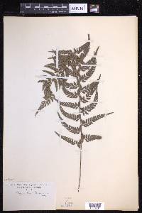 Polystichum luctuosum image